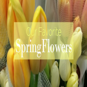 نگاهی-به-گلهای-بهاری-مورد-علاقه-ما